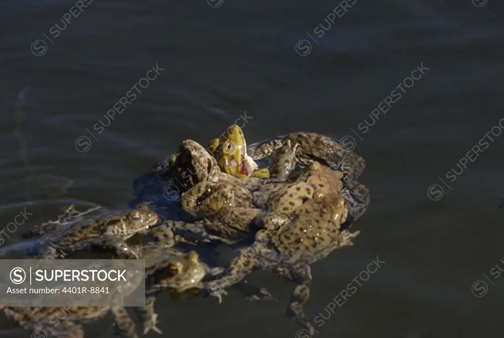 Toads mating in water, Sweden.