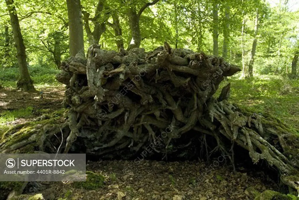 Uprooted tree in a verdant forest, Sweden.