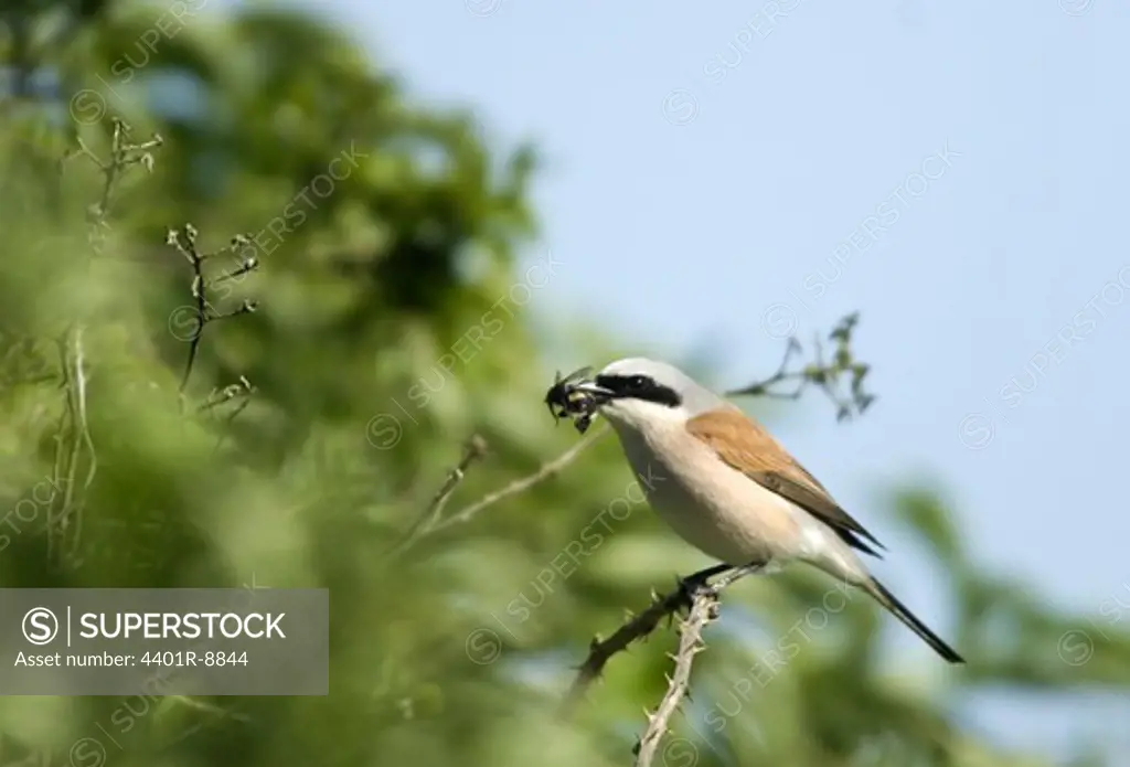 Shrike with a bumble-bee in its mouth, Sweden.