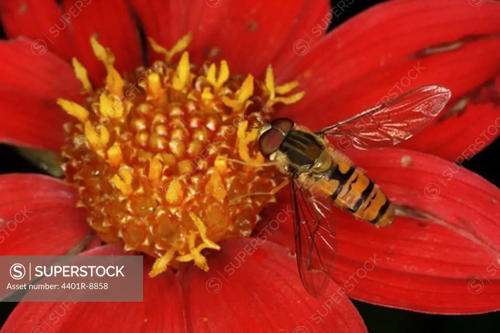 Hoverfly, close-up.