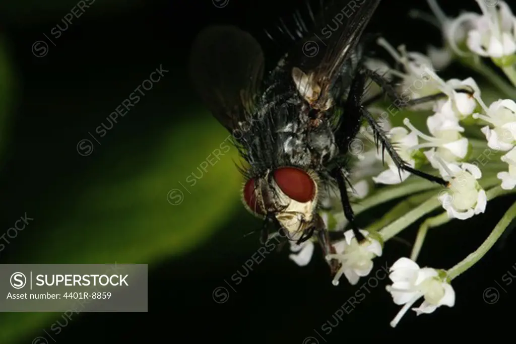 A parasitic fly, close-up.