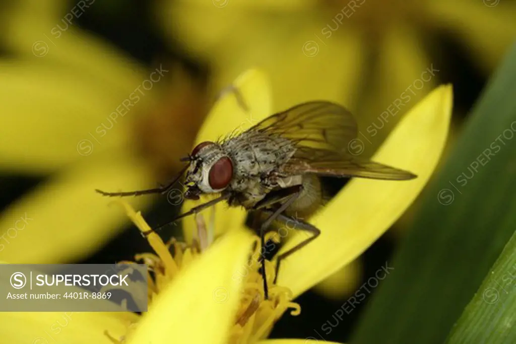 A fly, close-up.