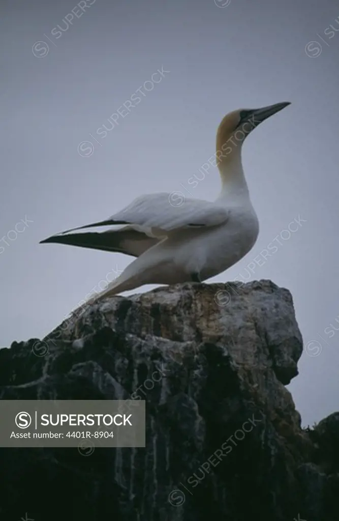 Gannet perching on rock