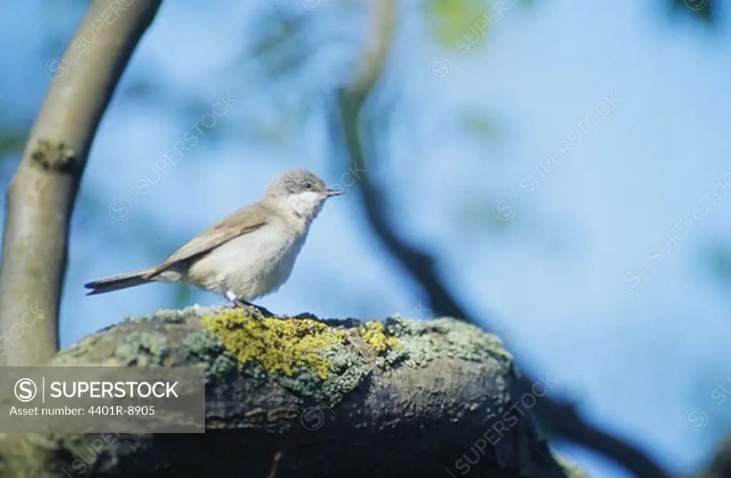 Lesser whitethroat on a branch, Sweden.