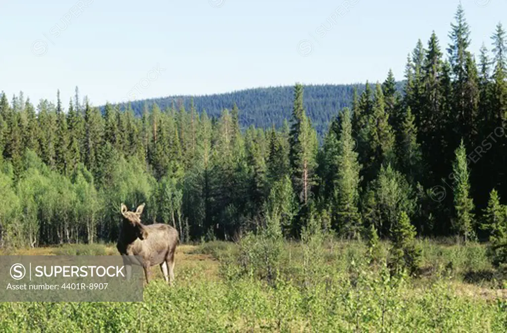An elk on a field by a forest, Sweden.