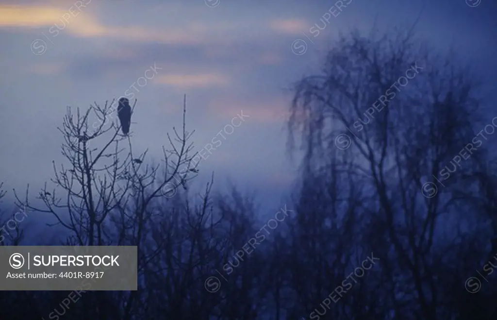 Hawk owl in a bare tree at dusk, Sweden.