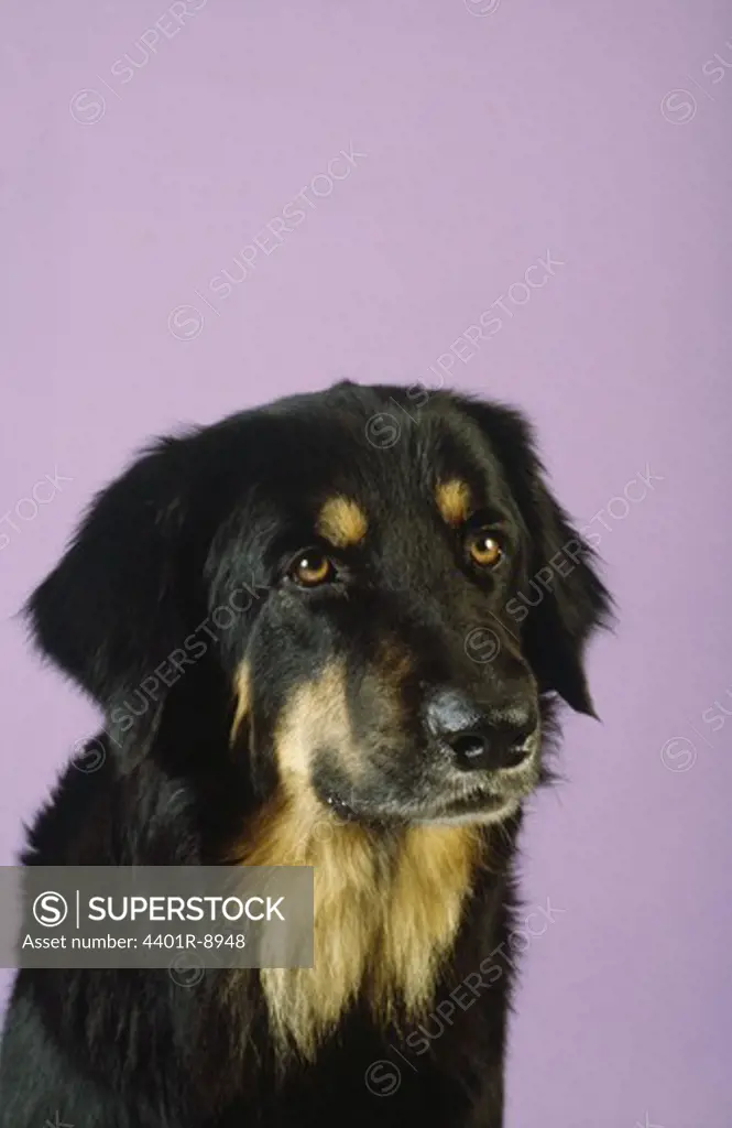 Dog against purple background