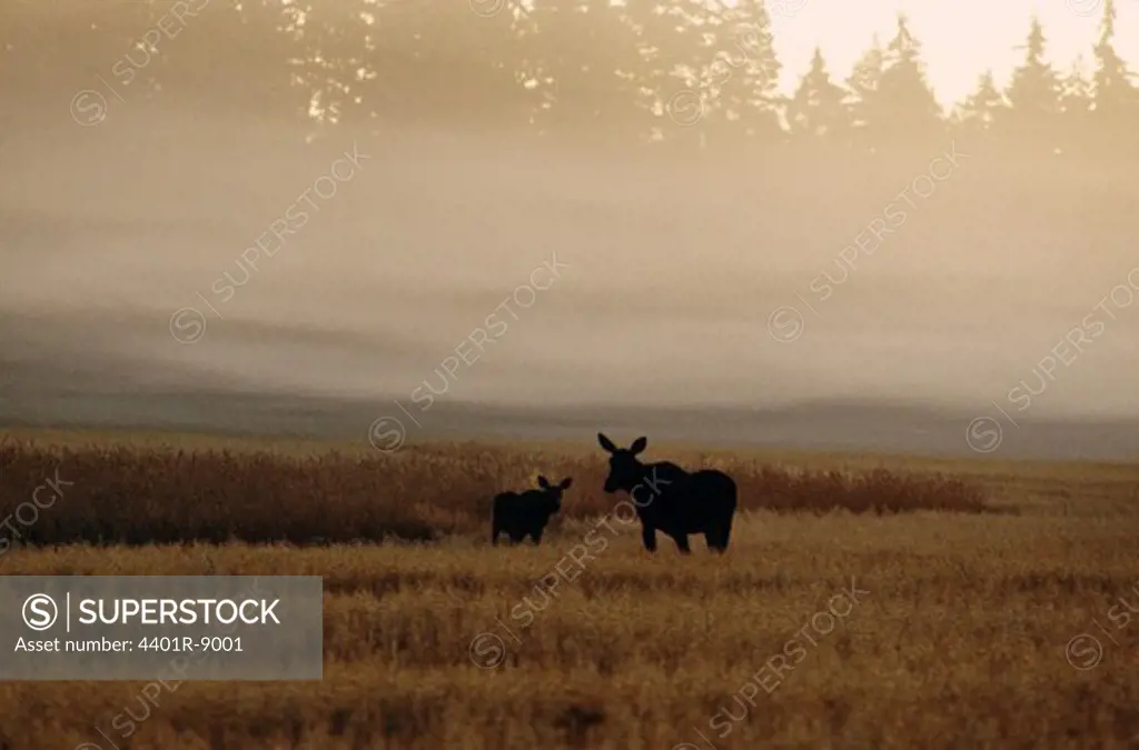 Silhouette of cattle standing in foggy landscape