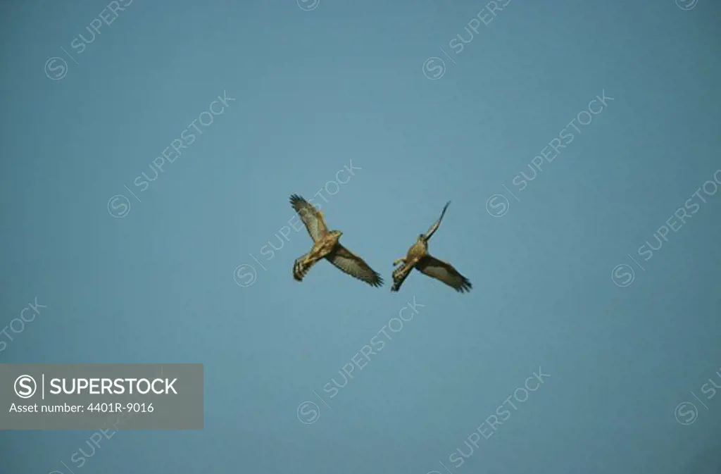 Two birds flying