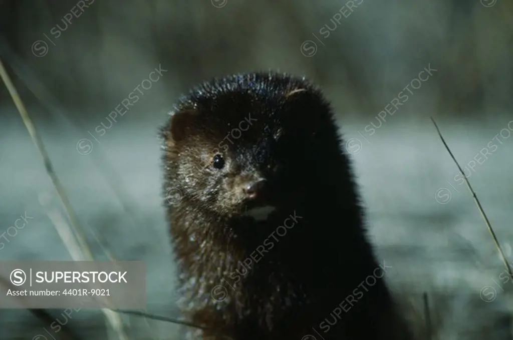 American mink, close-up