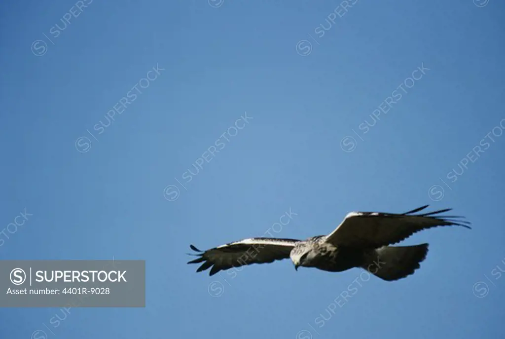 Rough-legged buzzard flying against sky