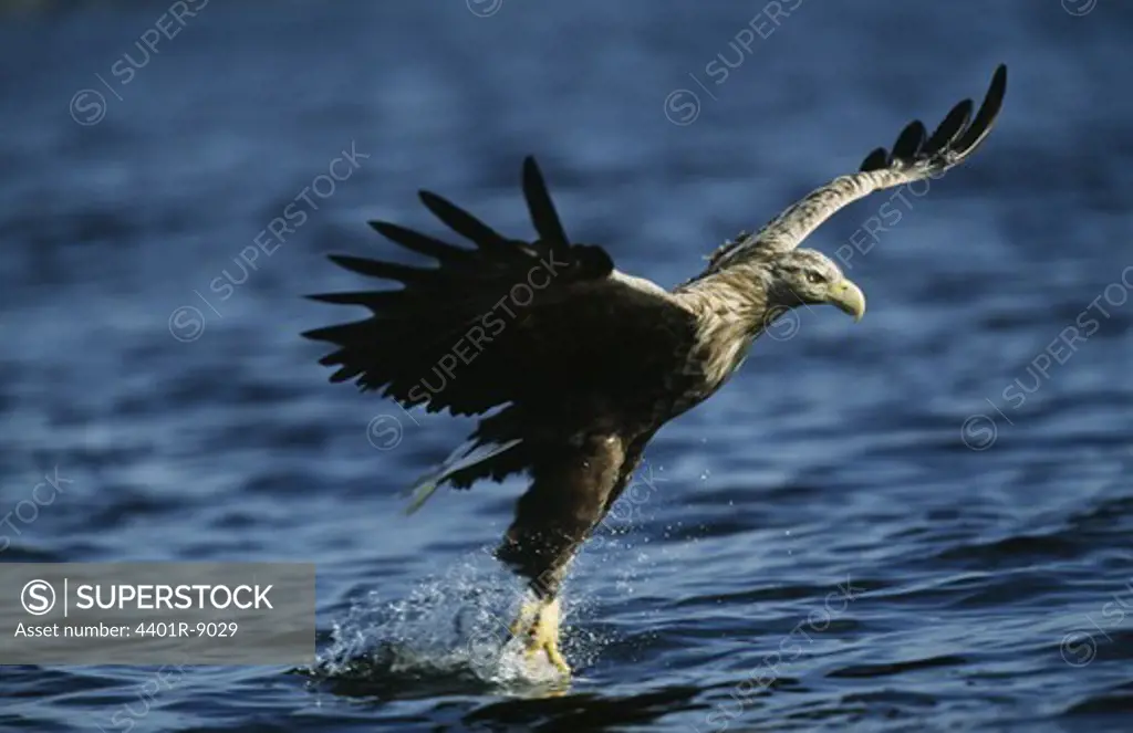 Eagle hunting above water