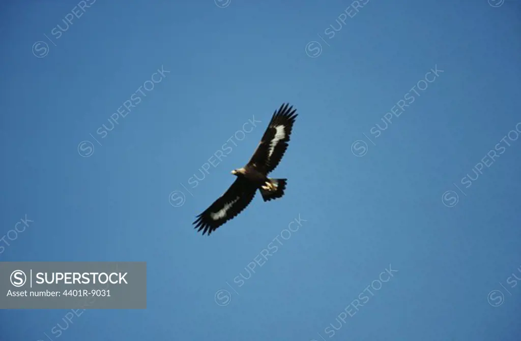 Golden eagle flying against sky