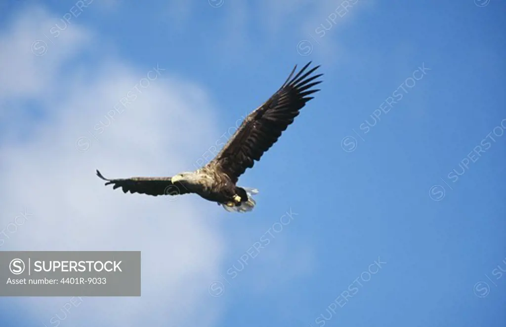 White-tailed eagle flying against sky