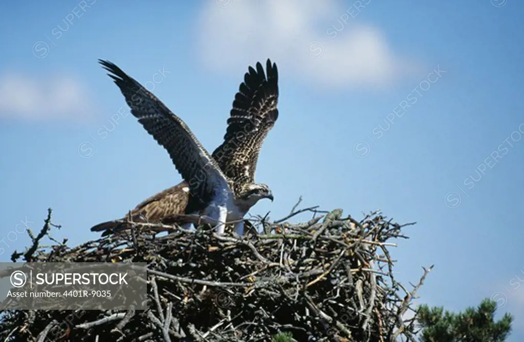 Osprey bird in nest
