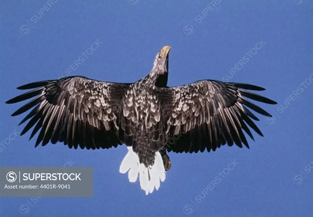 Spread wings of white-tailed eagle