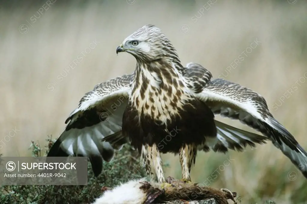 Rough-legged buzzard taking off