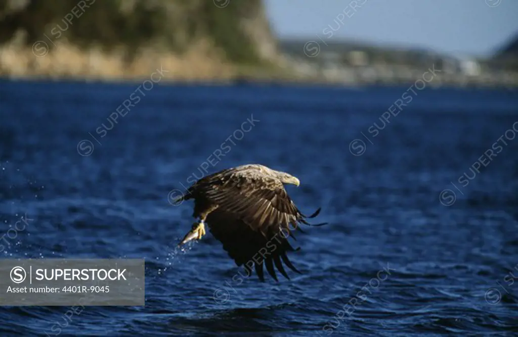 White-tailed eagle hunting in river