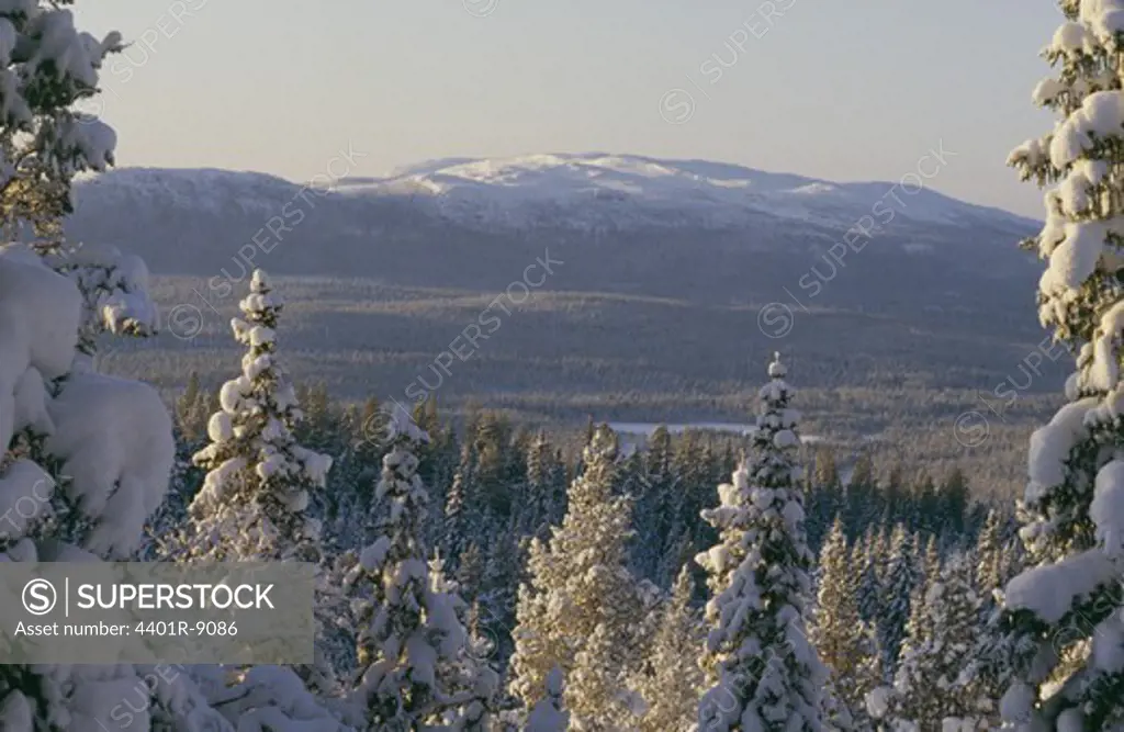 View of snow covered trees and mountains
