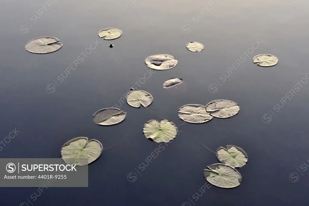 Water lily leaves in a forest lake, Sweden.