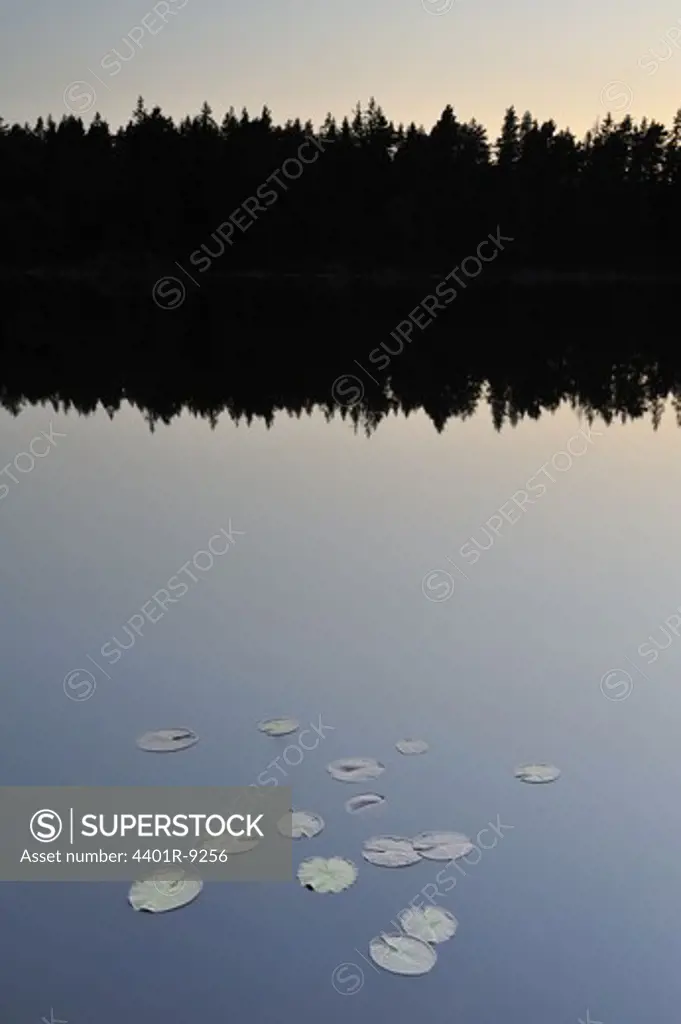 Water lily leaves in a forest lake, Sweden.