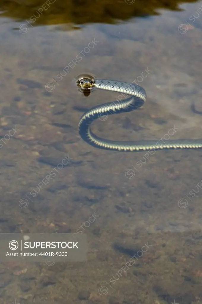 A grass snake in the water, Sweden.