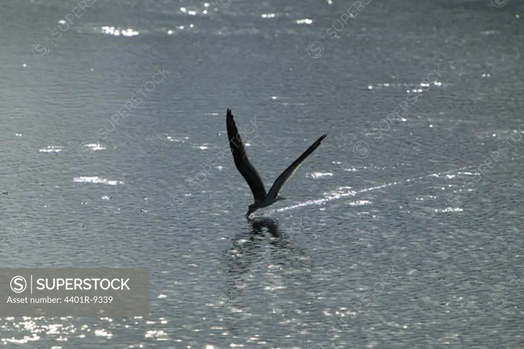Black skimmer looking for food, Huntington Beach State Park, South Carolina, USA.