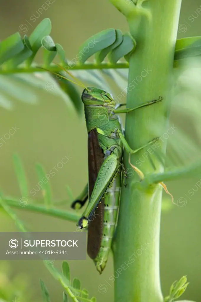 Grasshopper on green stem, Huntington Beach State Park, South Carolina, USA.