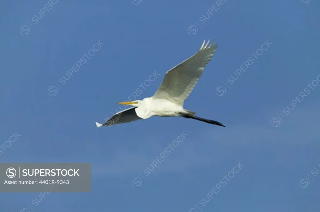 Flying Great Egret, Huntington Beach State Park, South Carolina, USA.