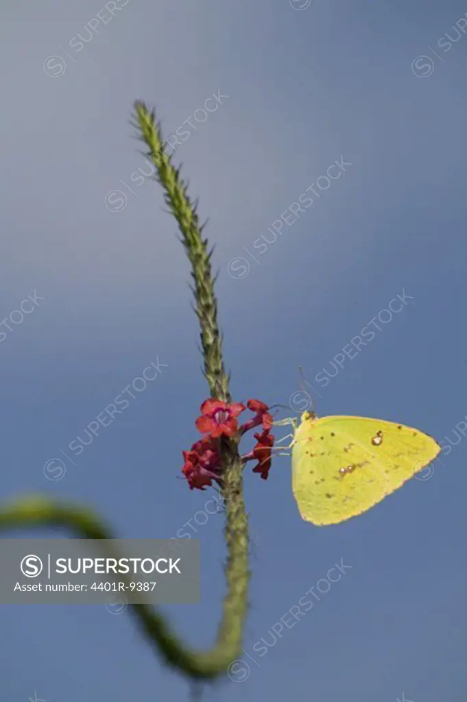 Butterfly on a flower, USA.