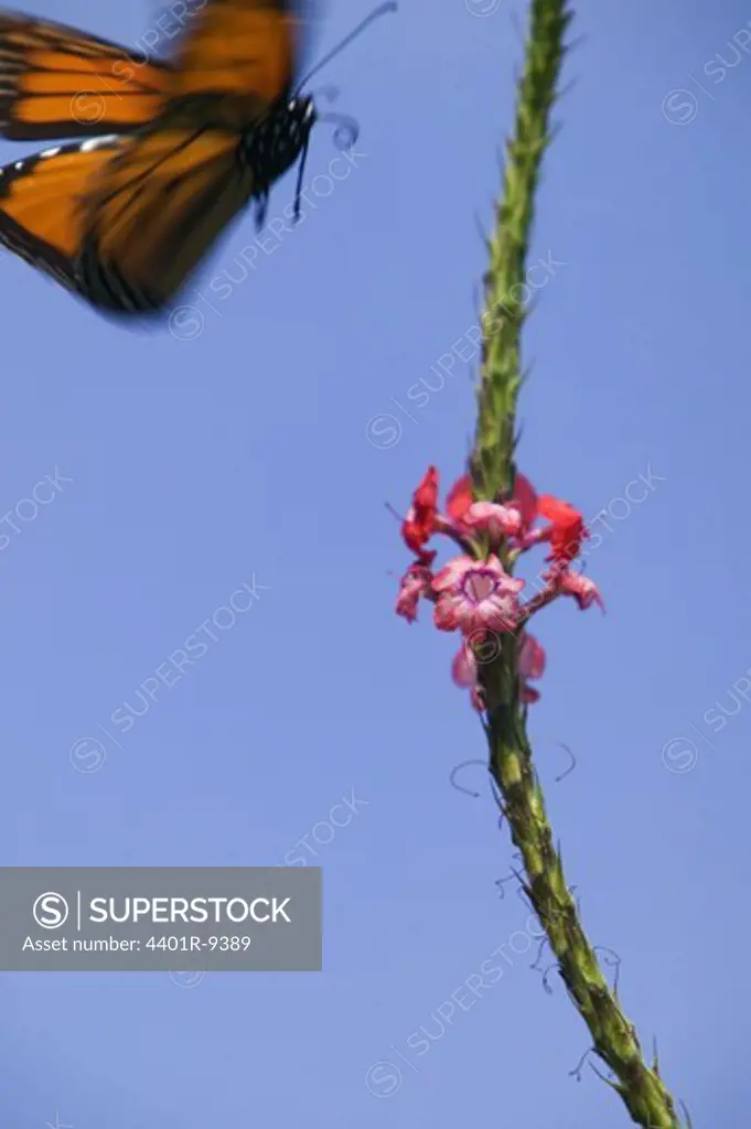Butterfly approaching a flower, USA.