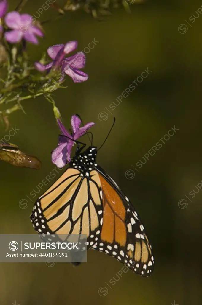 Monarch buttterfly on a flower, USA.