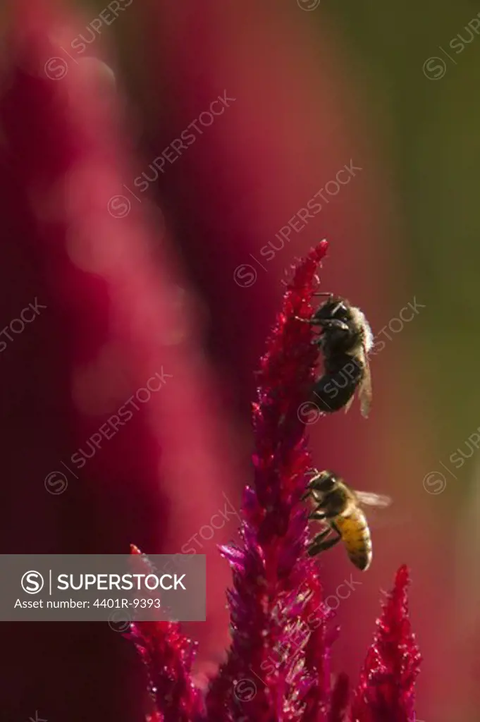 A bee and a bumble-bee on a flower, USA.
