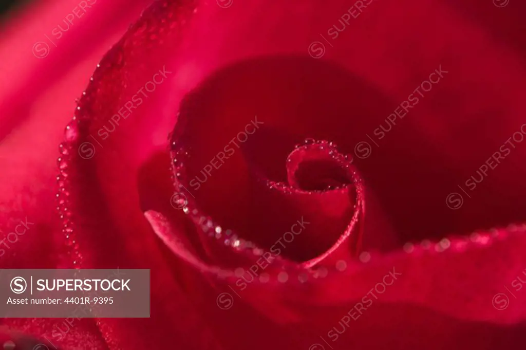 Dew on a rose, close-up, USA.