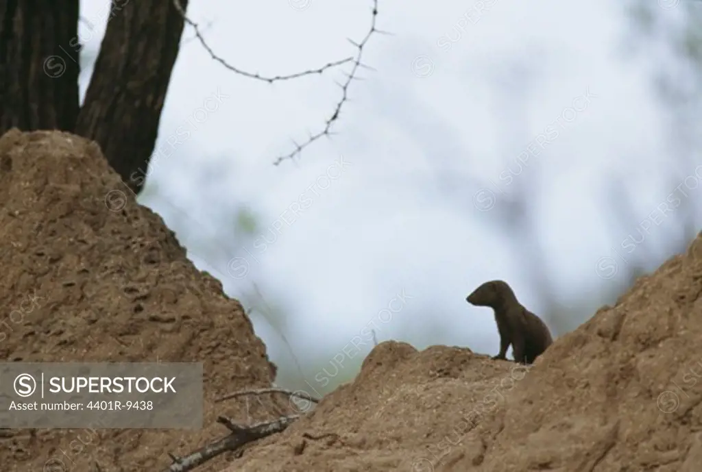 A mongoose in Kruger National Park, South Africa.