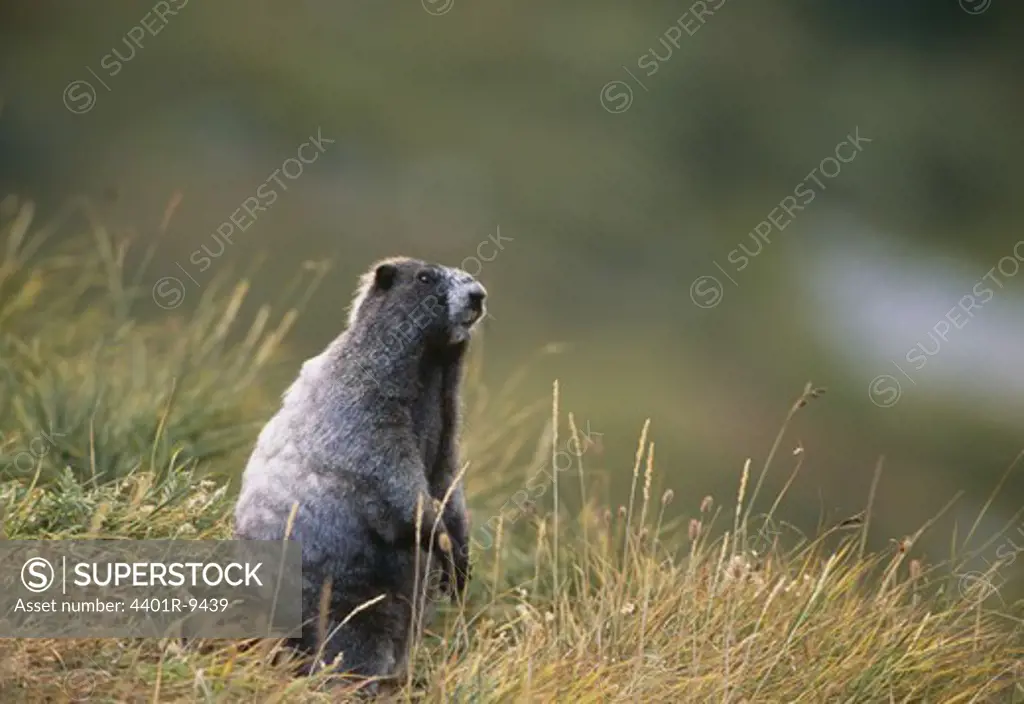 A marmot, USA.