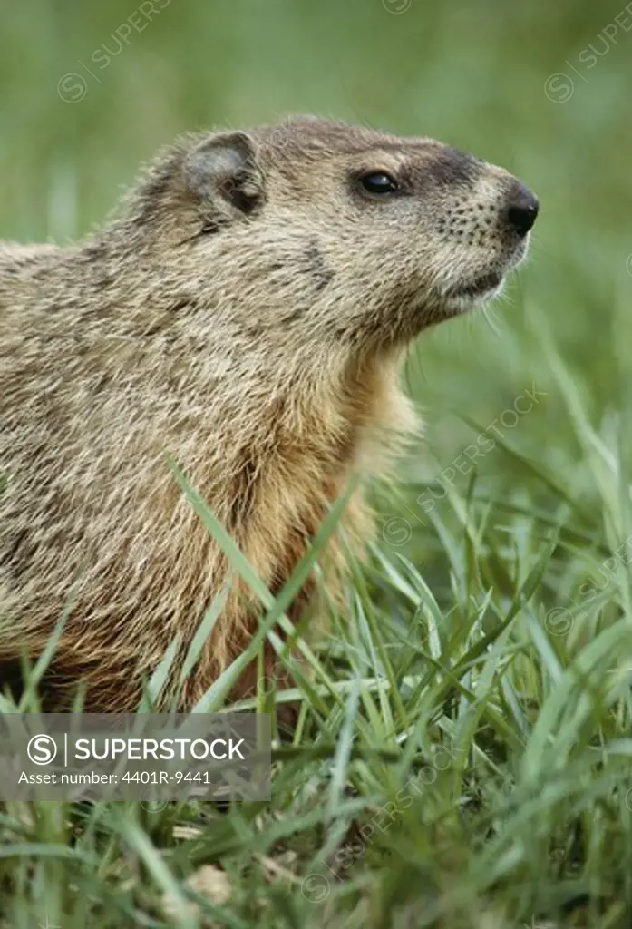 A Marmot, USA.