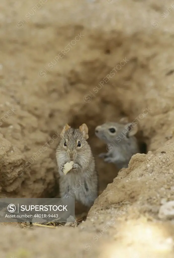 Two mice, South Africa.