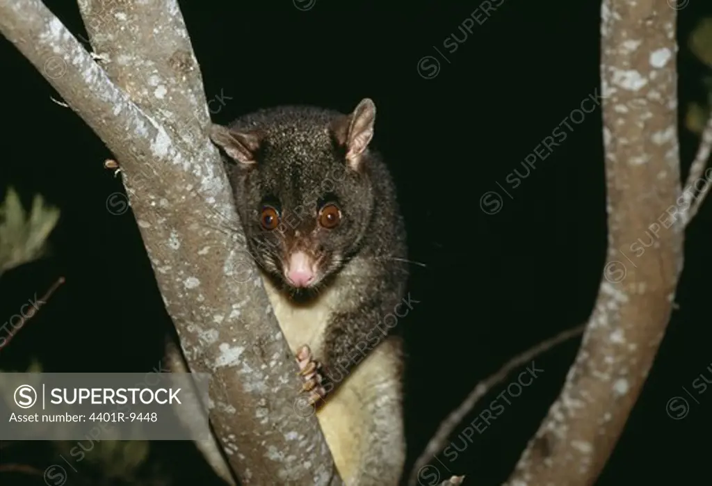 A Brushtail possum, Australia.