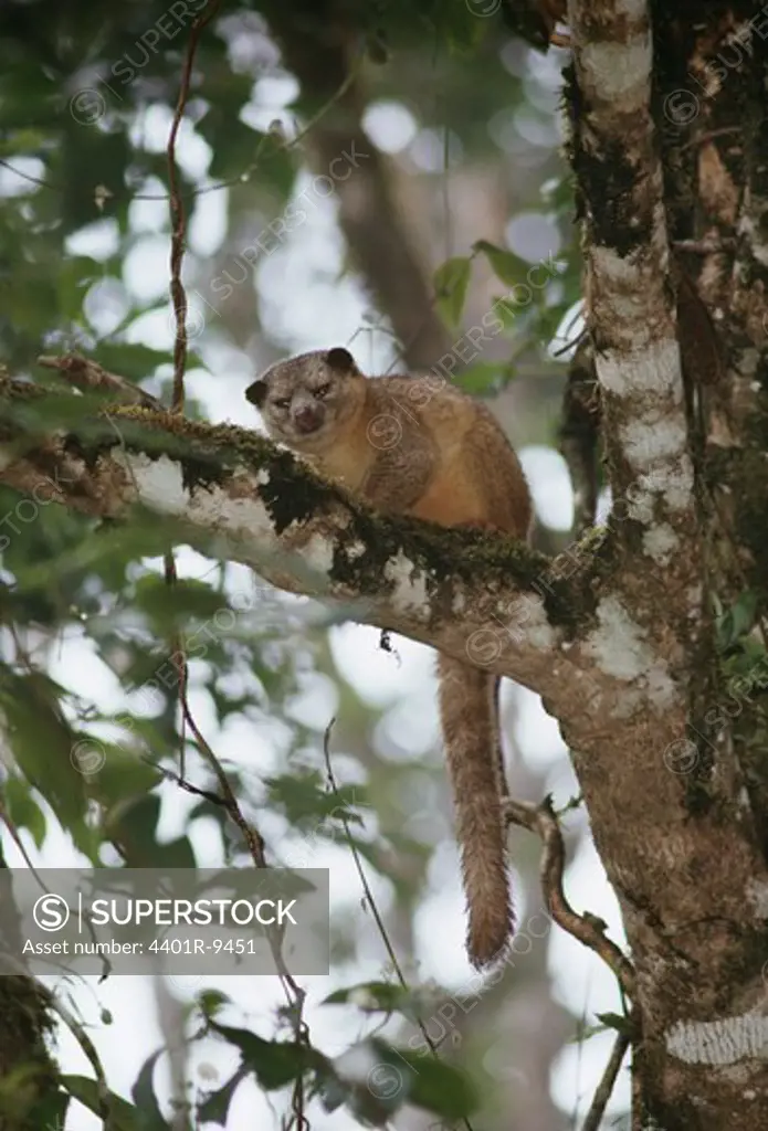 A Kinkajou in a tree, Costa Rica.