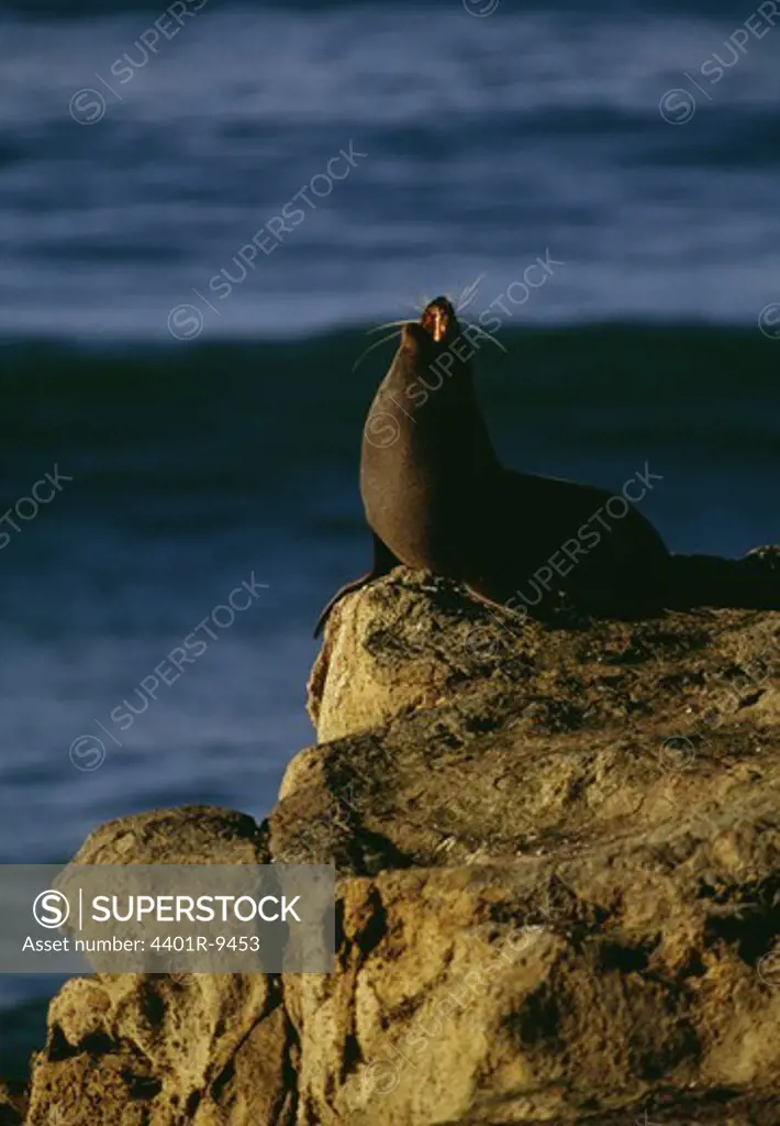 A fur seal on a cliff, New Zealand.
