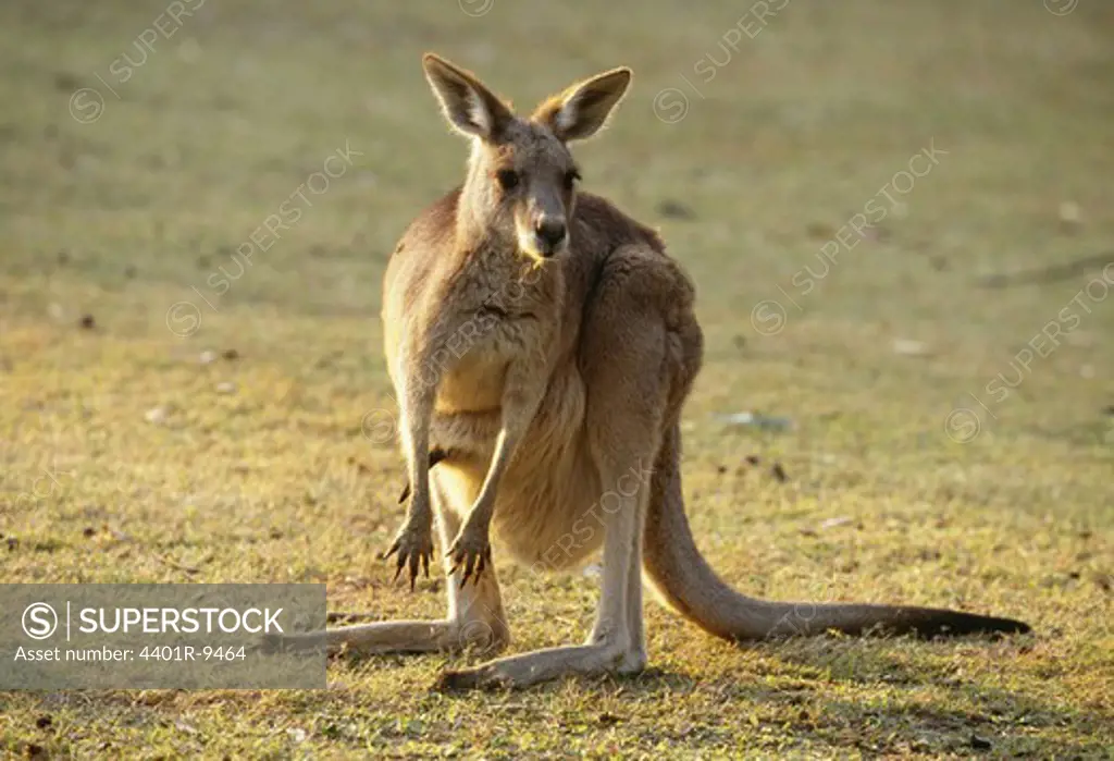 Eastern Grey Kangaroo, Australia.
