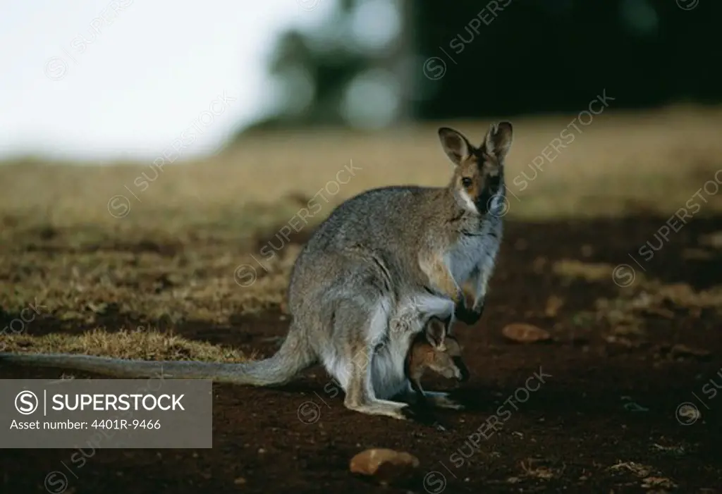 Red-necked Wallaby with a little one, Australia.