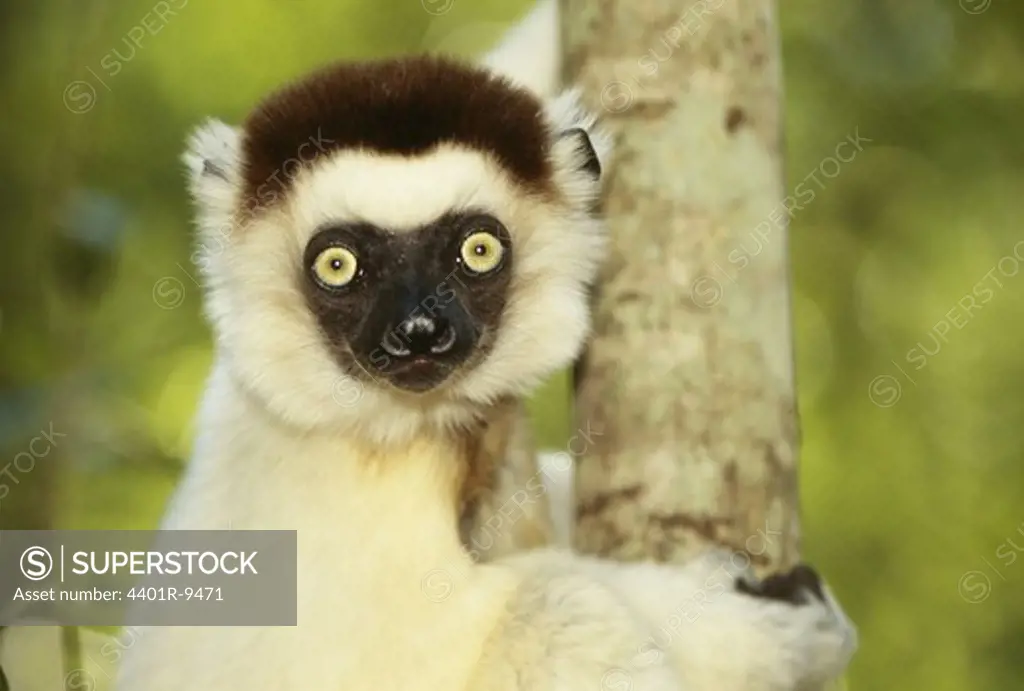 Portrait of a lemur, Madagascar.