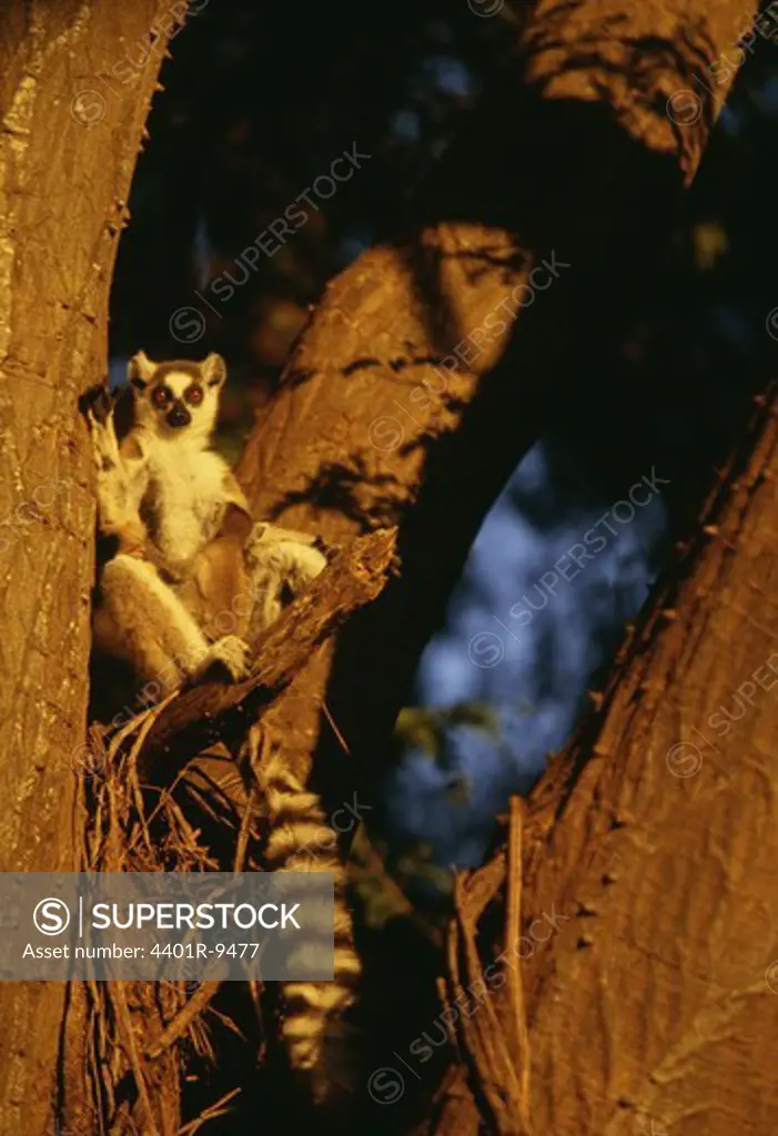 A lemur, Madagascar.