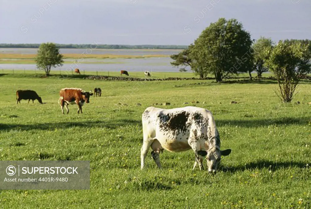 Cattle grazing, Vastergotland, Sweden.