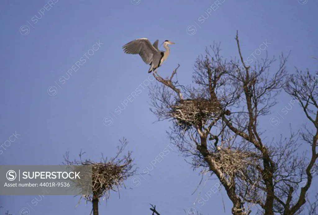 Heron in a tree, Sweden.