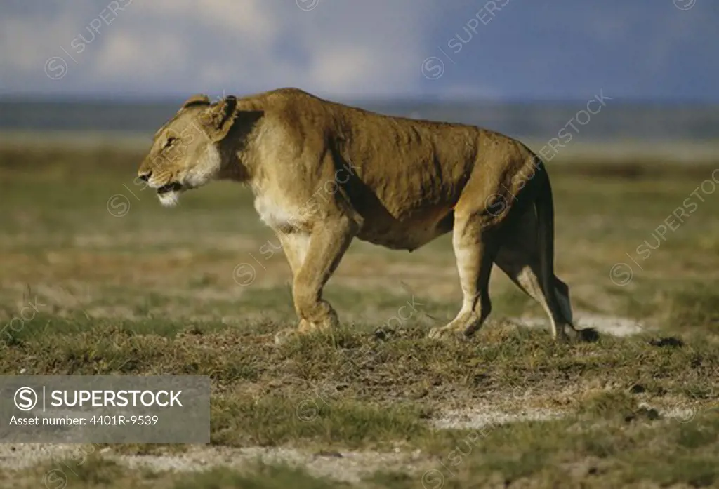 Lioness in a National Park, Kenya.