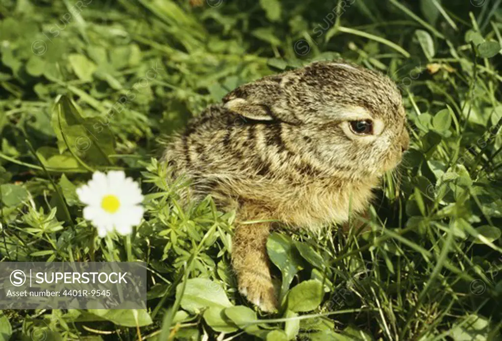 Young common hare, Sweden.