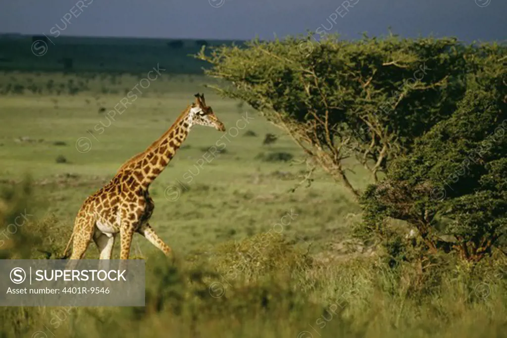 Giraffe, Nairobi National Park, Kenya.